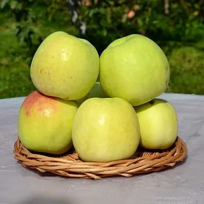 Яблоня БИРСКОЕ ГРУШЕВОЕ (БИЧИК)  Яблоня БИРСКОЕ ГРУШЕВОЕ (БИЧИК) в Томске