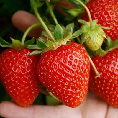 Клубника ПОРТОЛА ремонтантная  Клубника ПОРТОЛА ремонтантная в Томске