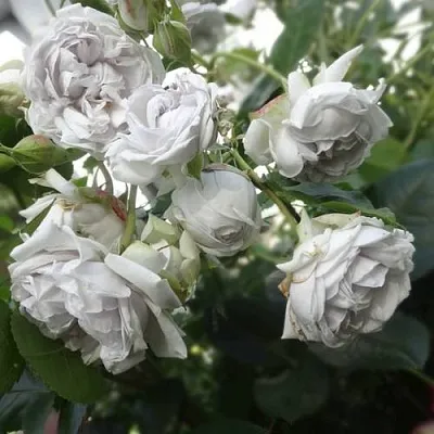 Саженцы роз ГРИЗЕЛИС шраб  Саженцы роз ГРИЗЕЛИС шраб в Томске