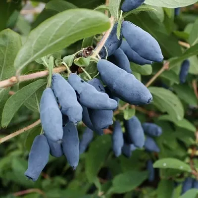 Жимолость съедобная ТОМИ японская  Жимолость съедобная ТОМИ японская в Томске
