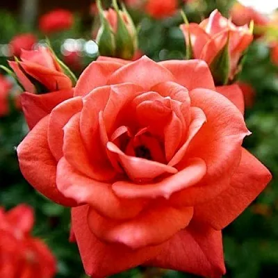 Ремонтантные гибриды  Ремонтантные гибриды в Томске