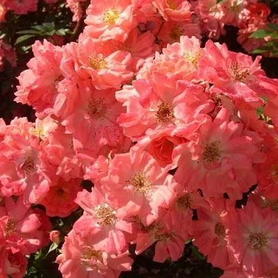 Почвопокровная  Почвопокровная в Томске