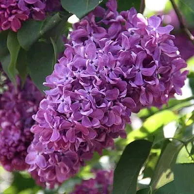 Сирень КАПИТАН ГАСТЕЛЛО  Сирень КАПИТАН ГАСТЕЛЛО в Томске