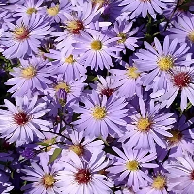 Астра БЛЮ ХЕВЕН сердцелистная в Томске