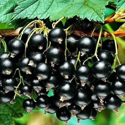 Смородина черная АТЛАНТ  Смородина черная АТЛАНТ в Томске