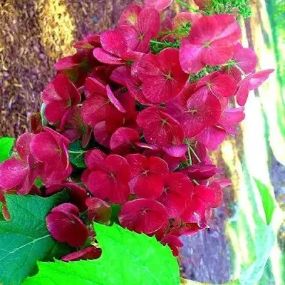 Гортензия АМЕТИСТ дуболистная в Томске