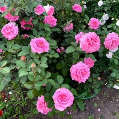 Саженцы роз ЭШЛИ чайно-гибридная — описание сорта Саженцы роз ЭШЛИ чайно-гибридная в Томске