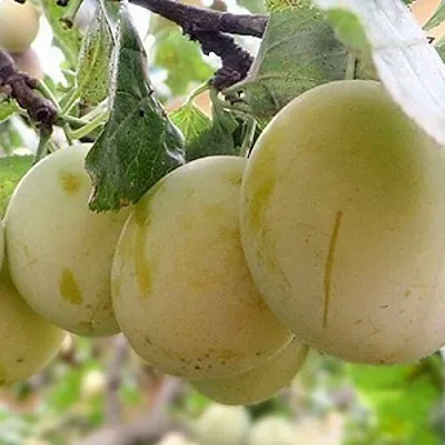 Слива УТРО  Слива УТРО в Томске