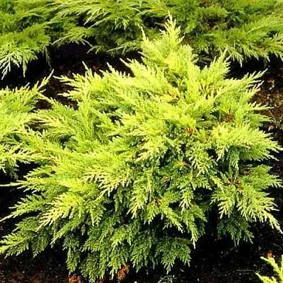 Можжевельник МОРДИГАН ГОЛД средний  Можжевельник МОРДИГАН ГОЛД средний в Томске