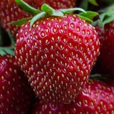 Клубника НАНДИ  Клубника НАНДИ в Томске