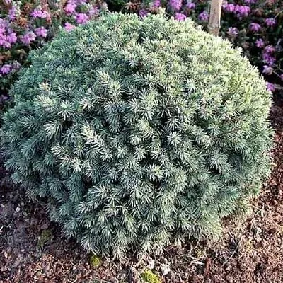 Ель ЭХИНИФОРМИС сизая  Ель ЭХИНИФОРМИС сизая в Томске