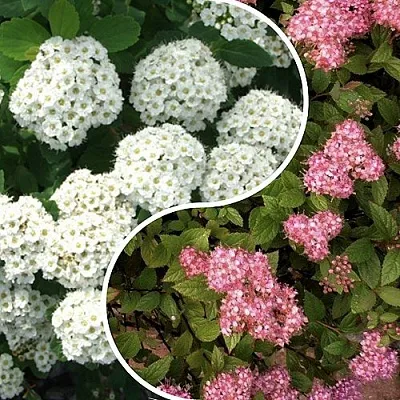 Комплект ТАЛАНТЛИВЫЙ САДОВОД в Томске