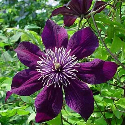 Клематис ПАНТЕР  Клематис ПАНТЕР в Томске