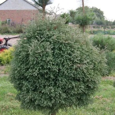 Туя вересковидная  Туя вересковидная в Томске