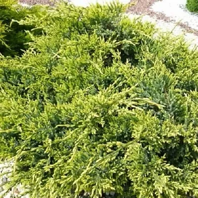 Можжевельник ГОЛД СТАР средний  Можжевельник ГОЛД СТАР средний в Томске