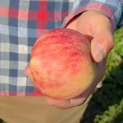 Яблоня ВАСЮГАН колонновидная  Яблоня ВАСЮГАН колонновидная в Томске