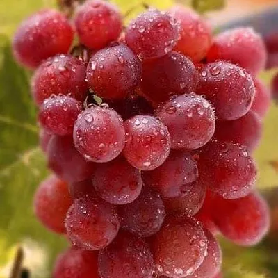 Ранние сорта  Ранние сорта в Томске