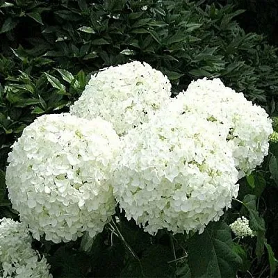 Гортензия АННАБЕЛЬ древовидная в Томске