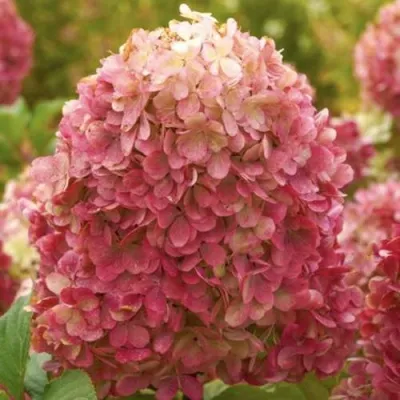 Гортензия КРАСА ЛЕСКОВО метельчатая — описание сорта Гортензия КРАСА ЛЕСКОВО метельчатая в Томске