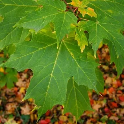 Клен сахарный  Клен сахарный в Томске