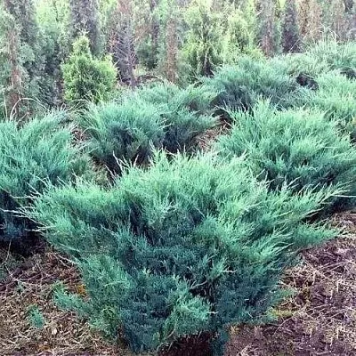 Можжевельник БЛЮ ДАНУБ казацкий  Можжевельник БЛЮ ДАНУБ казацкий в Томске
