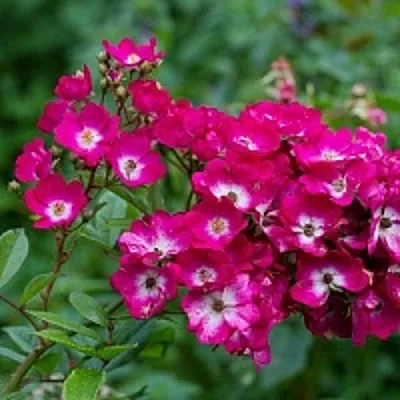 Саженцы роз МАРДЖОРИ ФЕЙР полиантовая  Саженцы роз МАРДЖОРИ ФЕЙР полиантовая в Томске