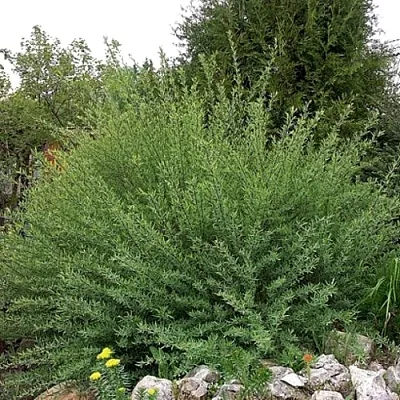 Ива НАНА  пурпурная   Ива НАНА  пурпурная  в Томске