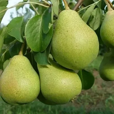 Груша СВЕРДЛОВЧАНКА в Томске