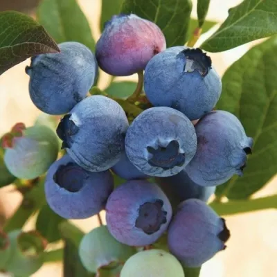 Голубика ОСОРНО — описание сорта Голубика ОСОРНО в Томске