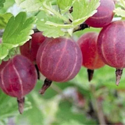 Крыжовник РАВОЛТ — описание сорта Крыжовник РАВОЛТ в Томске