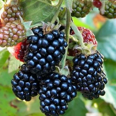 Ежевика ОУАЧИТА бесшипная — описание сорта Ежевика ОУАЧИТА бесшипная в Томске