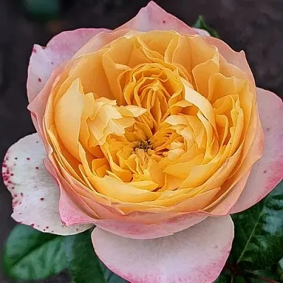 Саженцы роз ГОЛДЕН ВУВУЗЕЛА чайно-гибридная  Саженцы роз ГОЛДЕН ВУВУЗЕЛА чайно-гибридная в Томске