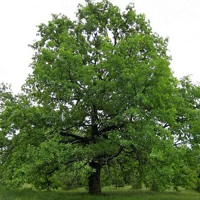 Дуб черешчатый   Дуб черешчатый  в Томске