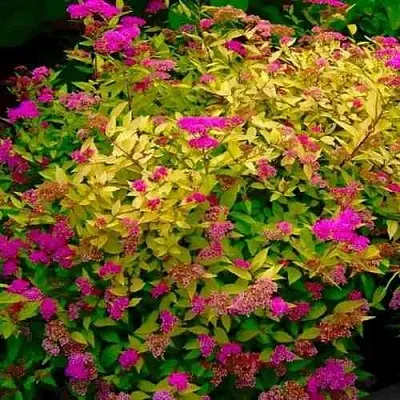 Спирея ГОЛДЕН ПРИНЦЕСС японская  Спирея ГОЛДЕН ПРИНЦЕСС японская в Томске