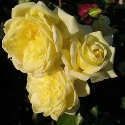 Саженцы роз КАЗИНО плетистая  Саженцы роз КАЗИНО плетистая в Томске