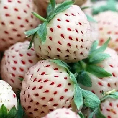 Клубника АНАНАСА ремонтантная  Клубника АНАНАСА ремонтантная в Томске