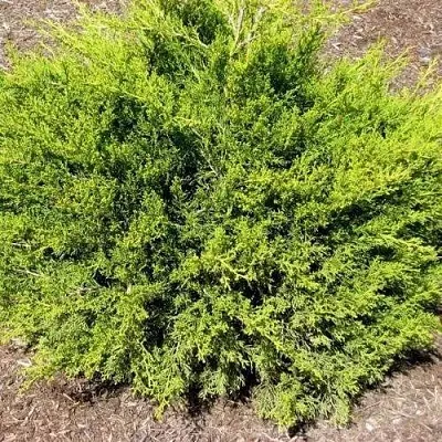 Можжевельник ИЗАБЕЛИН китайский  Можжевельник ИЗАБЕЛИН китайский в Томске