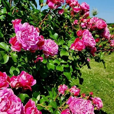 Саженцы роз ИНЕС САСТР плетистая  Саженцы роз ИНЕС САСТР плетистая в Томске