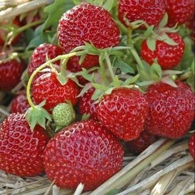 Клубника ЗЕНГА-ЗЕНГАНА  Клубника ЗЕНГА-ЗЕНГАНА в Томске