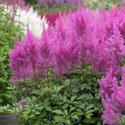 Астильба АМЕТИСТ Арендса в Томске