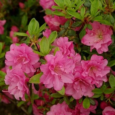 Азалия РОЗИНЕТТА японская  Азалия РОЗИНЕТТА японская в Томске