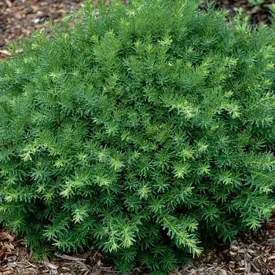 Тис ХИКСИ средний  Тис ХИКСИ средний в Томске