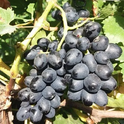 Виноград КИШМИШ АТТИКА в Томске