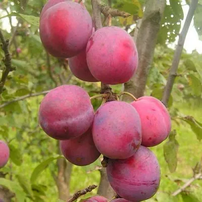 Слива ЭДИНБУРГСКАЯ  Слива ЭДИНБУРГСКАЯ в Томске