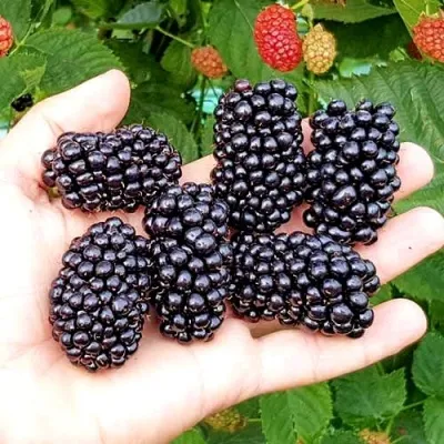 Ежевика ОУАЧИТА бесшипная — описание сорта Ежевика ОУАЧИТА бесшипная в Томске