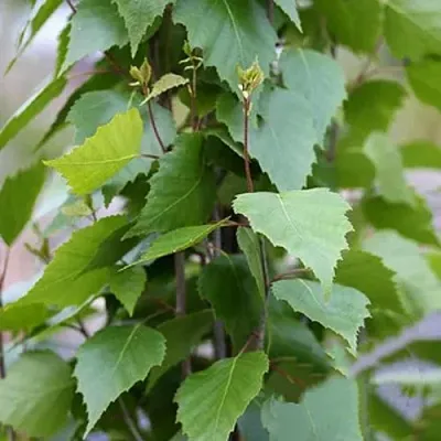 Береза ФАСТИГИАТА повислая   Береза ФАСТИГИАТА повислая  в Томске