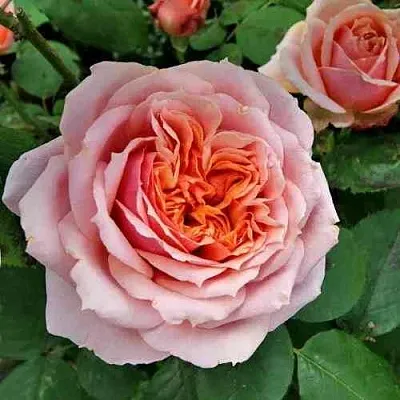 Саженцы роз ПОЛЬ БОКЮЗ шраб  Саженцы роз ПОЛЬ БОКЮЗ шраб в Томске