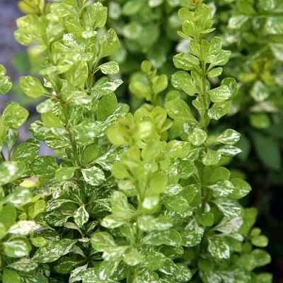 Барбарис ПАУ ВАУ тунберга  Барбарис ПАУ ВАУ тунберга в Томске