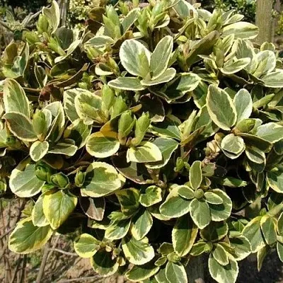 Бересклет КАНАДЕЙЛ ГОЛД  в Томске