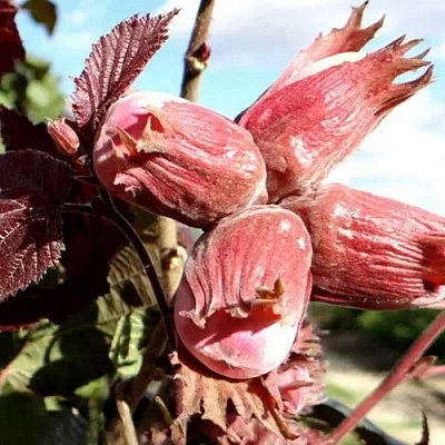 Фундук АЛЫЙ ПАРУС  Фундук АЛЫЙ ПАРУС в Томске